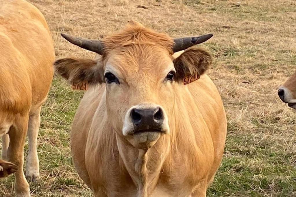 라귀올르 Fontanies En Aubrac 빌라 외부 사진